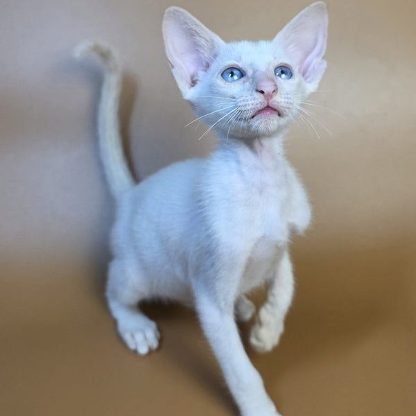 Draco Siamese male, red