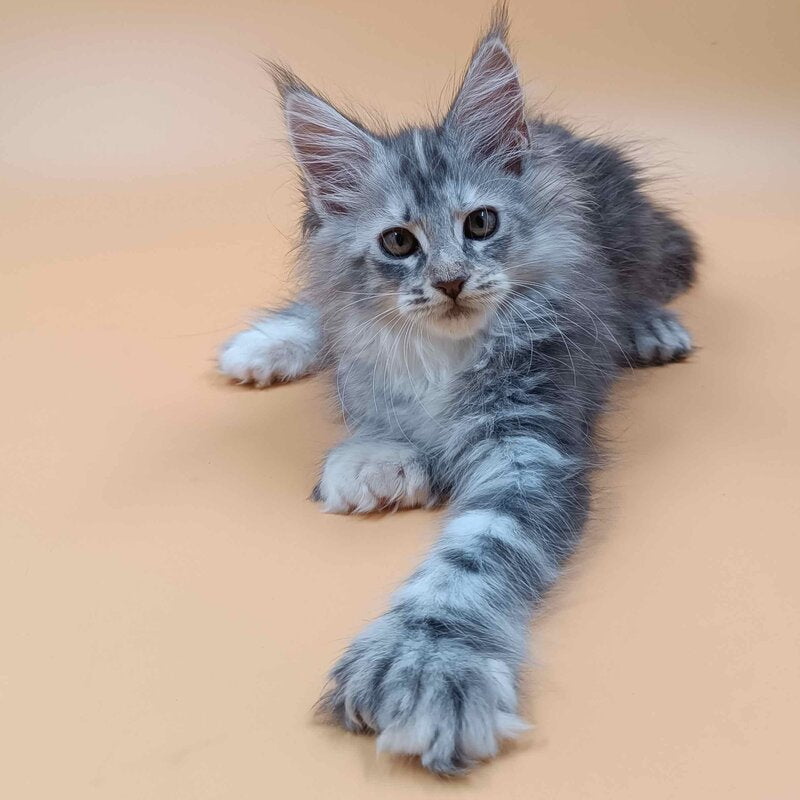 Juliana Maine Coon polydactyl 6x6x6x6 female, black tortie silver