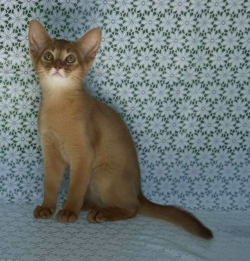Bakara Abyssinian female sorrel - live animals