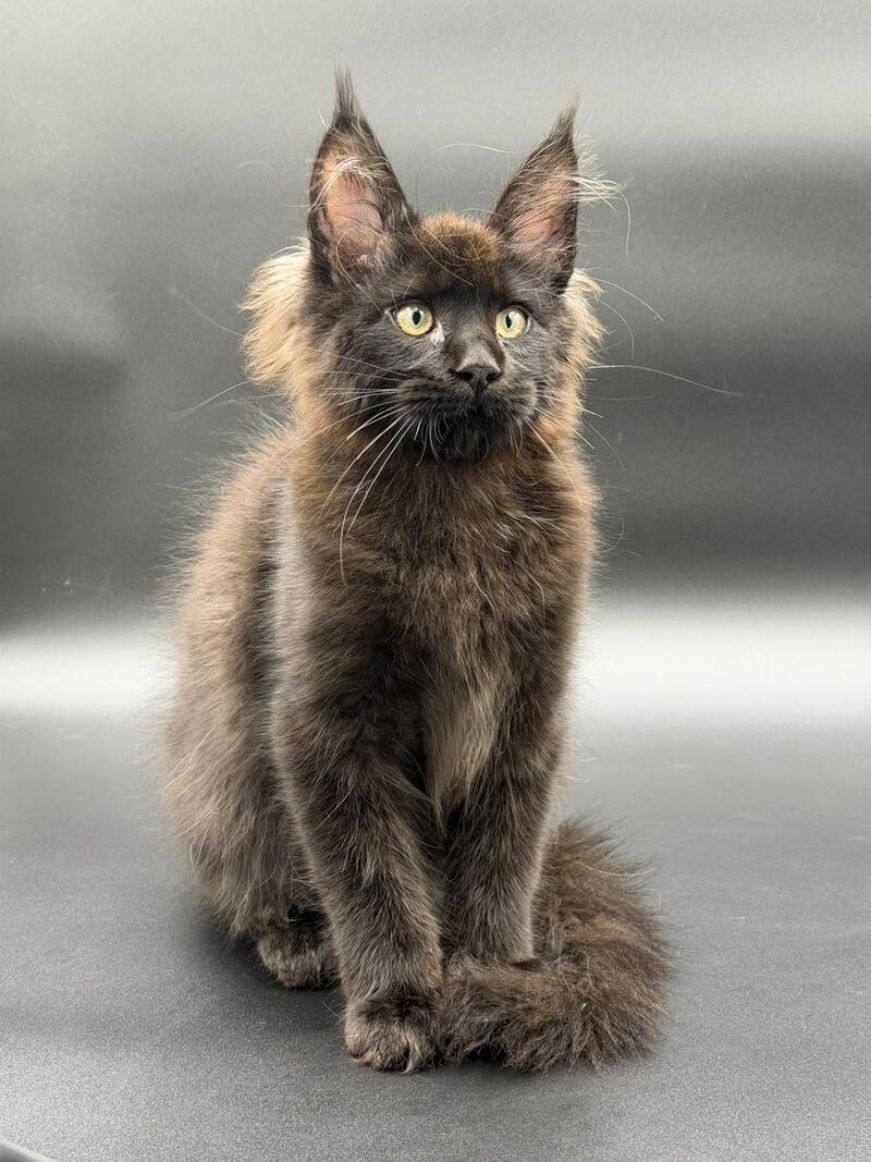 Frank Maine Coon male black - live animals