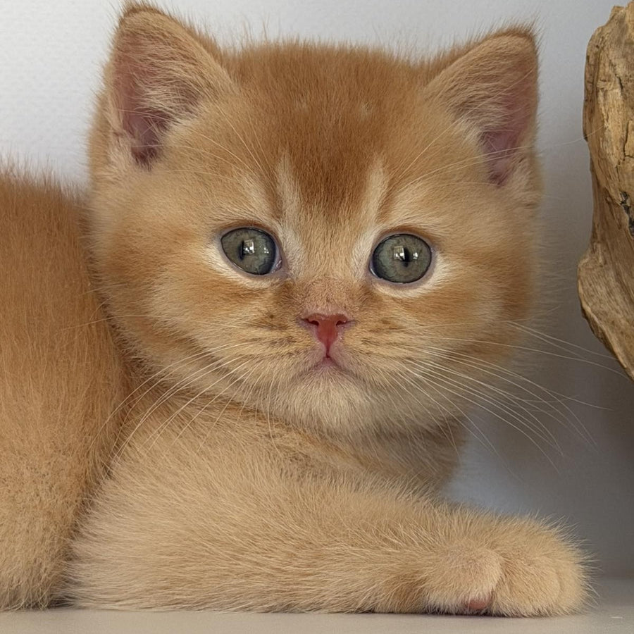 Gio British Shorthair male, red