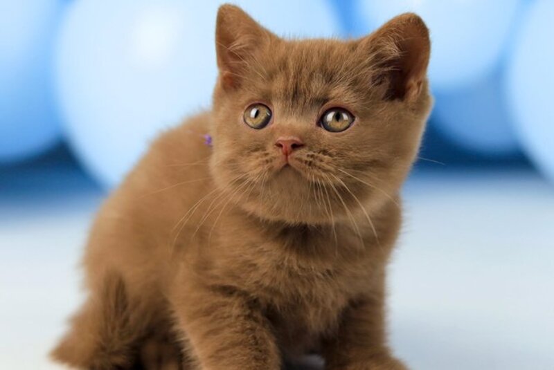 Zachar British Shorthair male, cinnamon