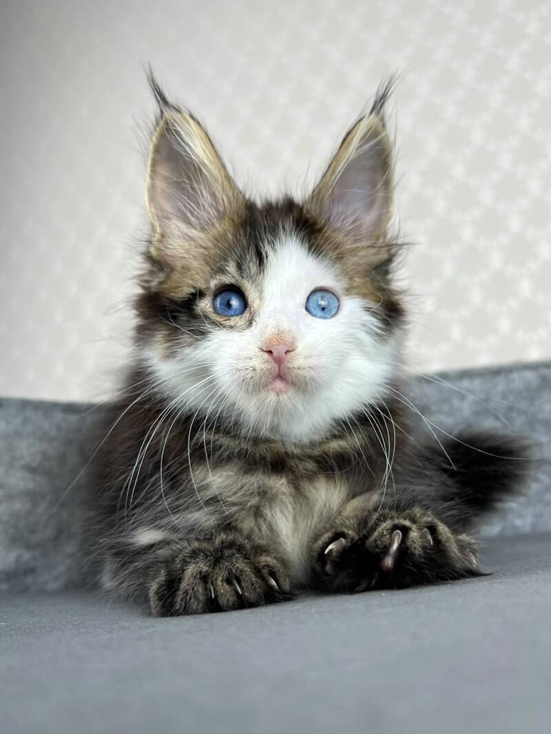 Penelope Maine Coon female, black tabby with white