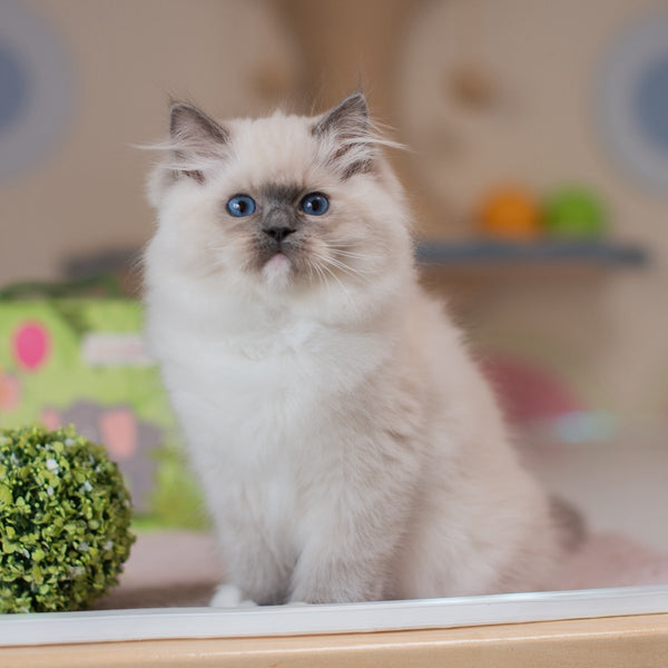 Yukio Ragdoll male, blue mitted