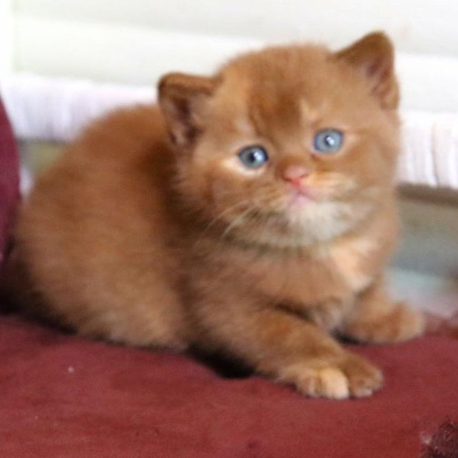 Rebecca British Shorthair female, cinnamon tortie