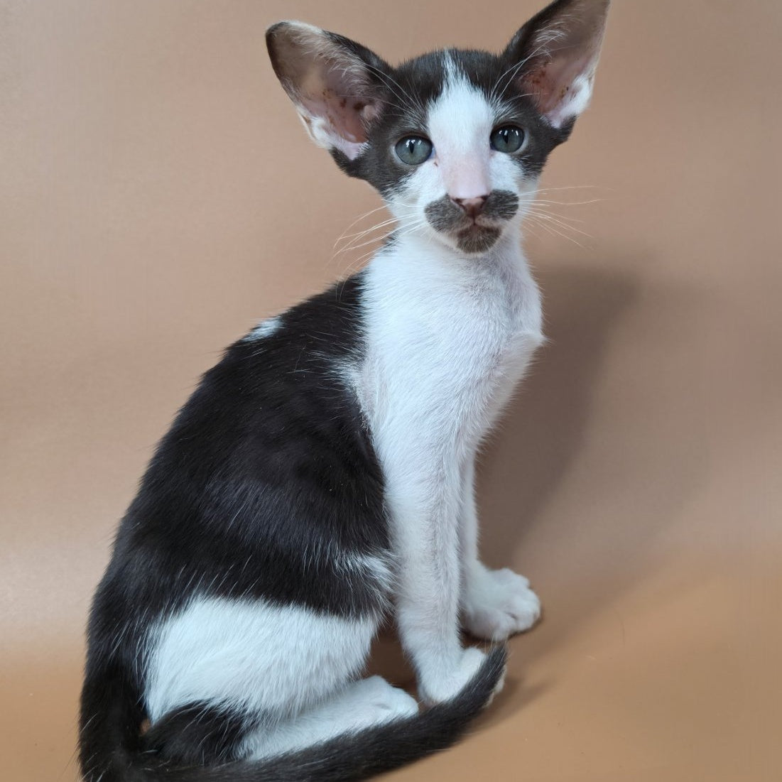 Koji Oriental Shorthair male, chocolate bicolour