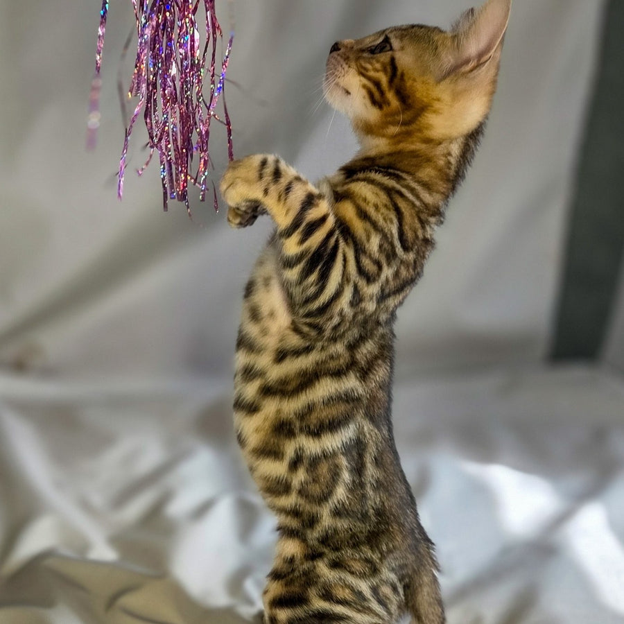 Mike Bengal male, black spotted tabby