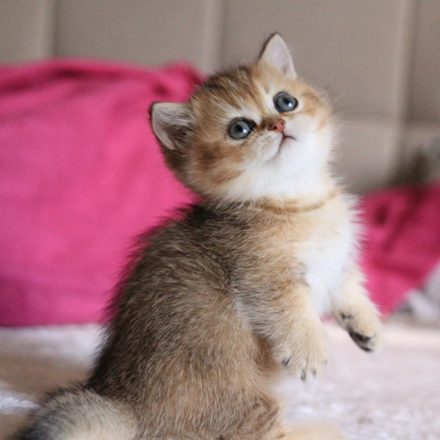 Zucchini Munchkin female, black golden ticked tabby
