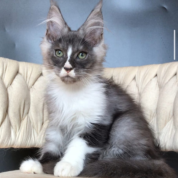 Chip Maine Coon male, black silver bicolour