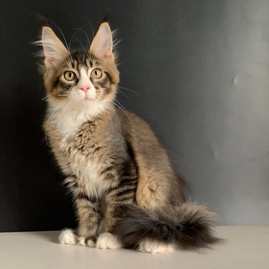 Onyx Maine Coon polydactyl 6x6x6x6 male, black ticked tabby with white