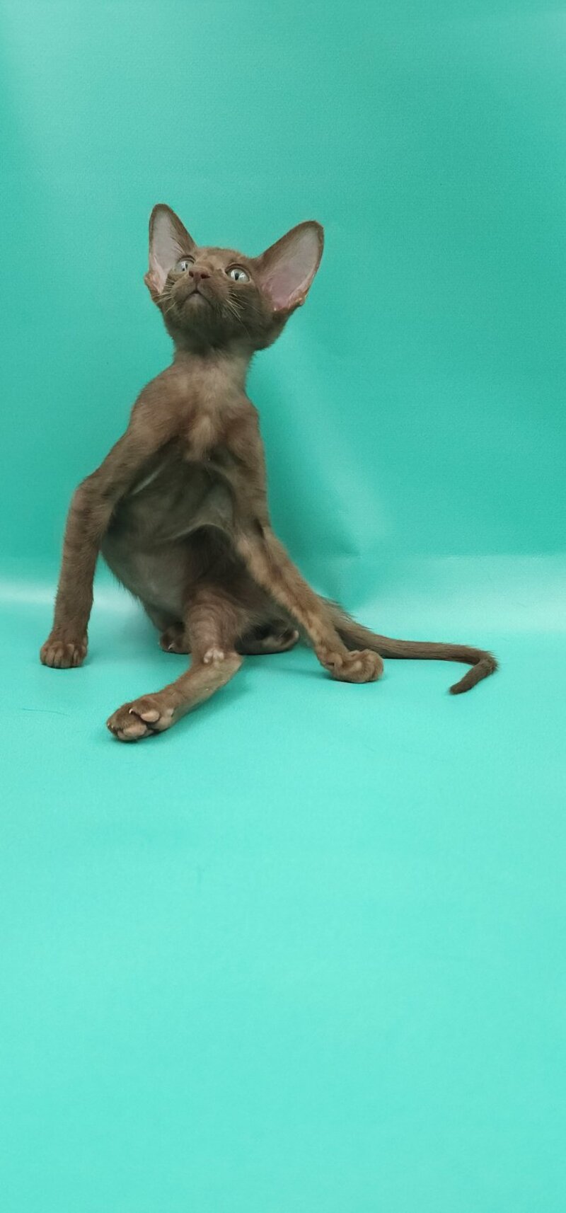 Sansay Oriental Shorthair male, chocolate