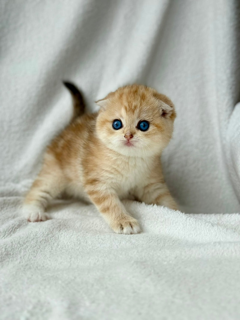 Xena Scottish Fold female black golden tabby - live animals