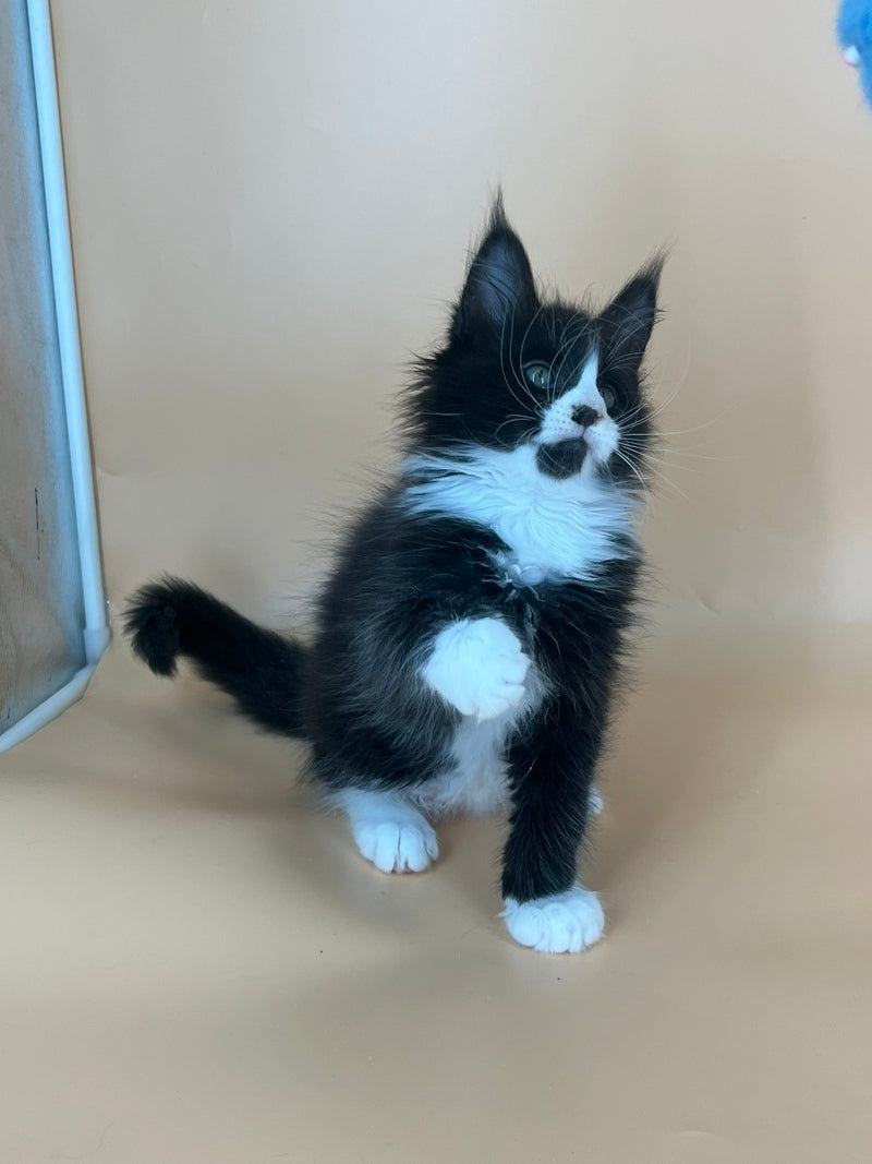 Bred Maine Coon male, black bicolour