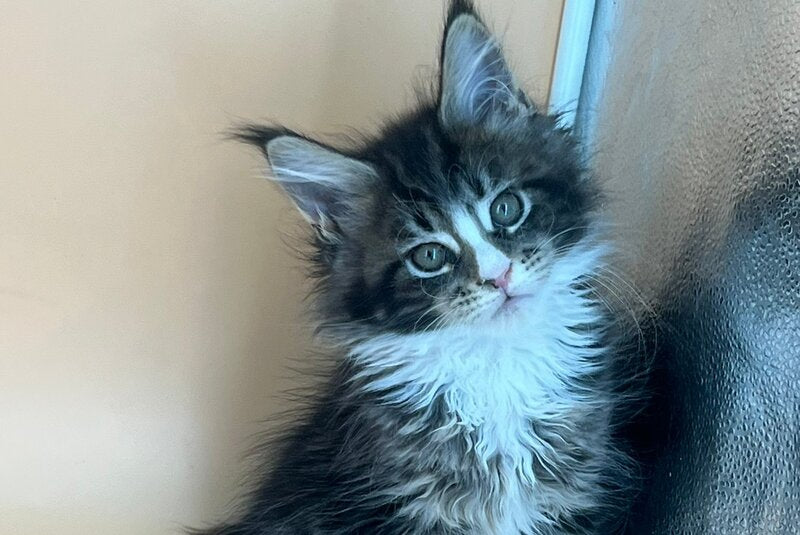 Bershka Maine Coon female, black tortie tabby bicolour