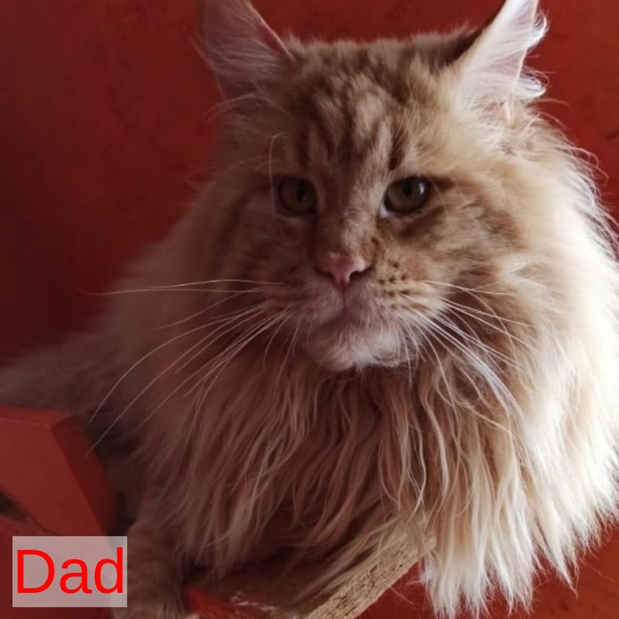 Iva Maine Coon female, red