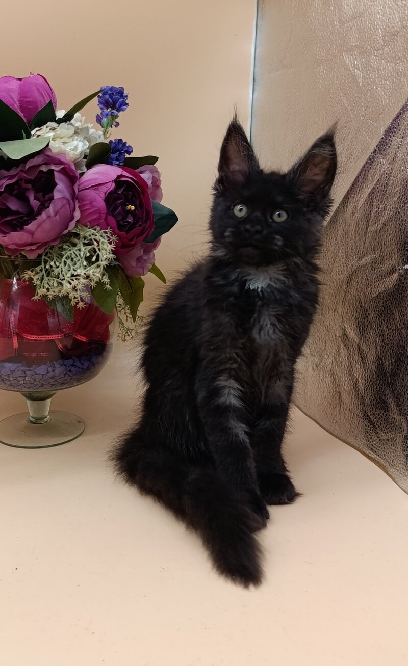 Isabelle Maine Coon female black silver - live animals