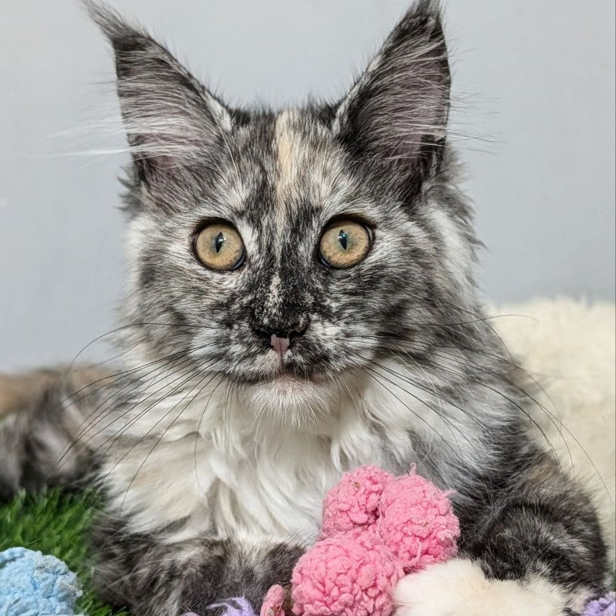 Westalia Maine Coon female, black tortie silver