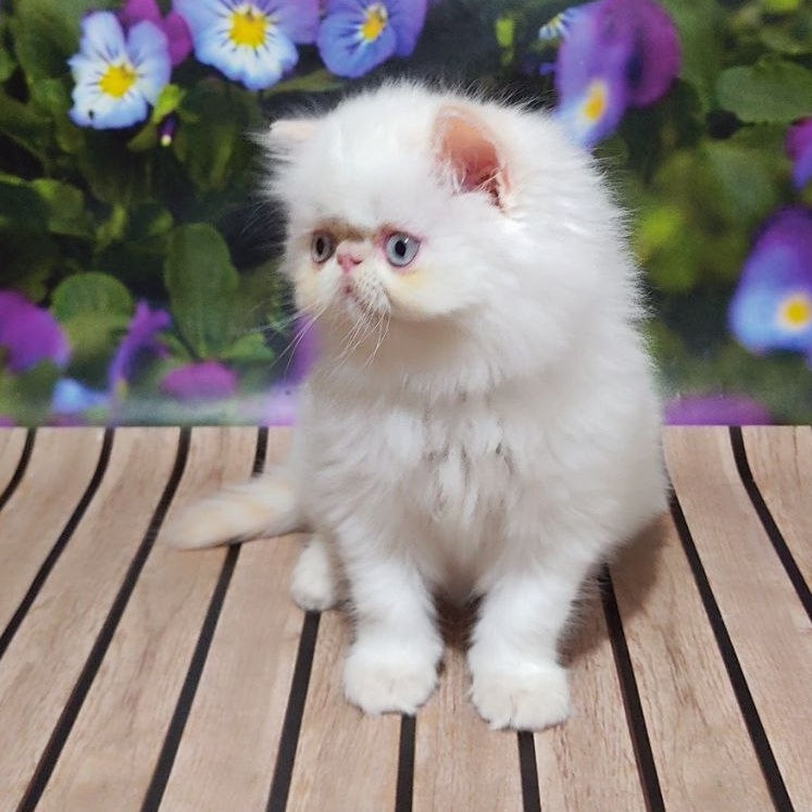 Sultan Persian male, cream pointed