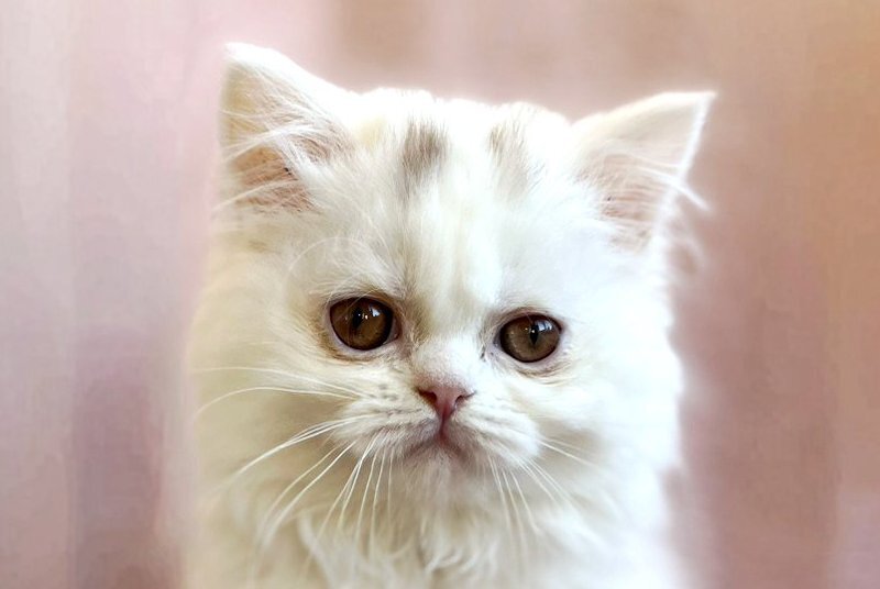 White Milka Scottish Straight female white live animals