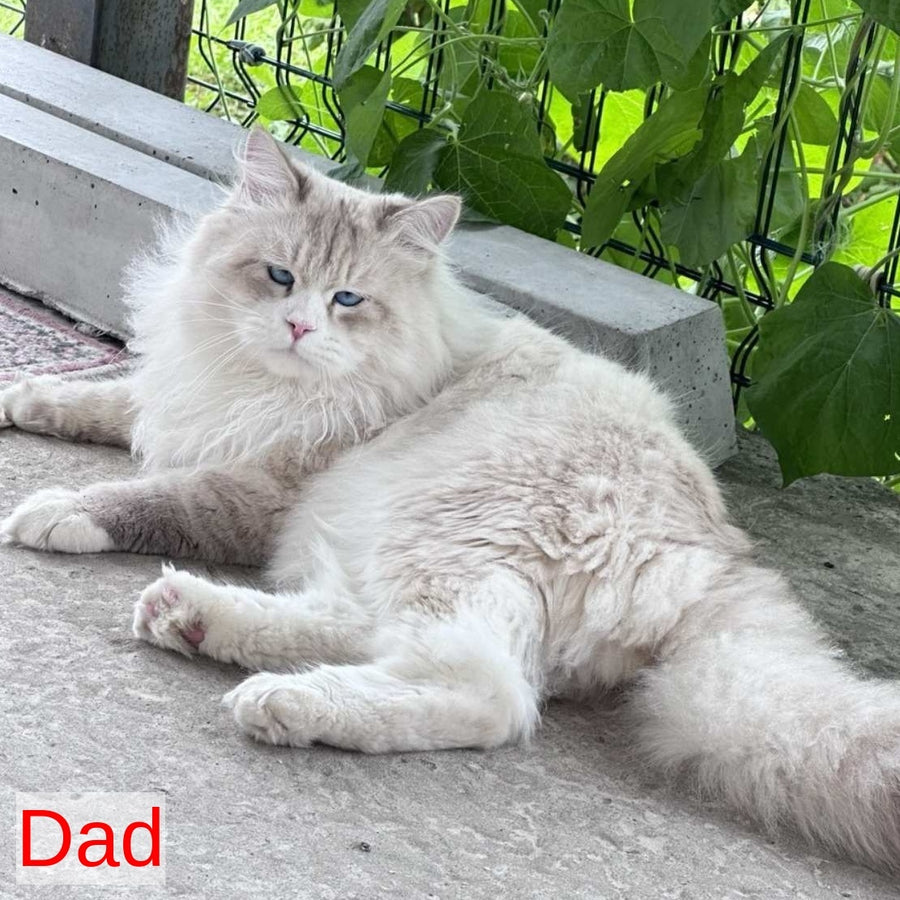 Archer Siberian male, black tabby pointed