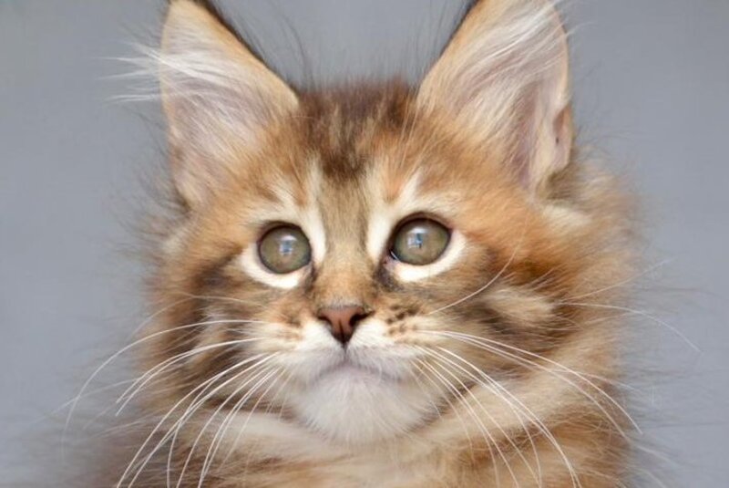 Vanilla Maine Coon female black tortie with white tabby live animals