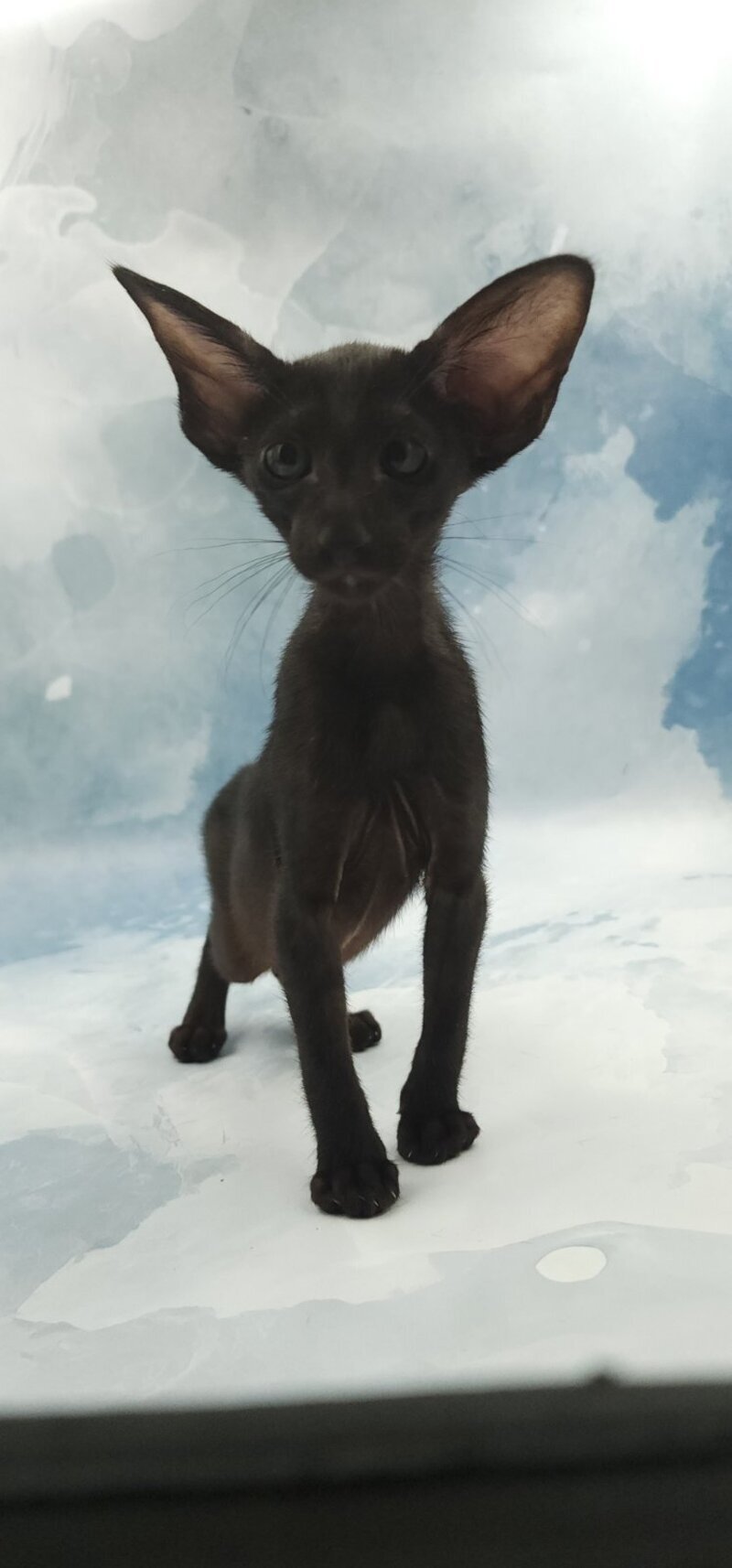 Orville Oriental Shorthair male, black