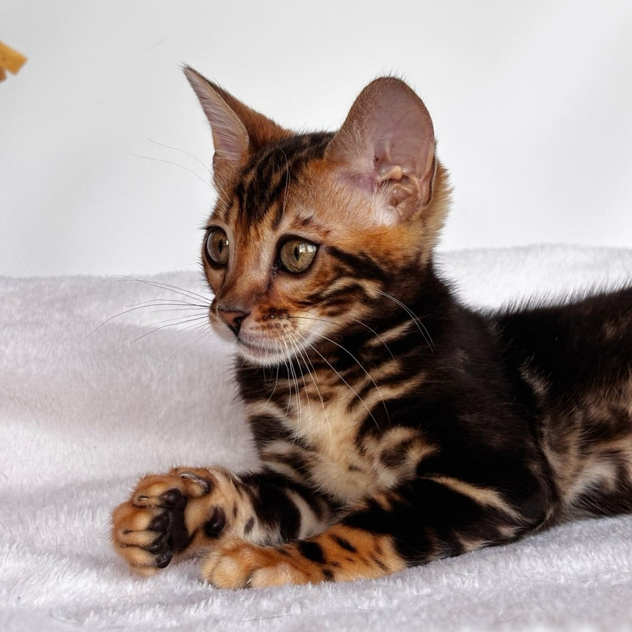 Drakula Bengal male, black tabby