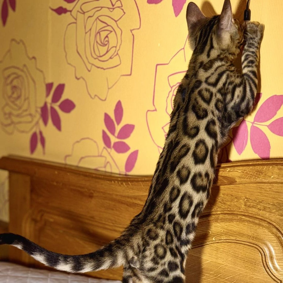 Kasper Bengal male, black spotted tabby