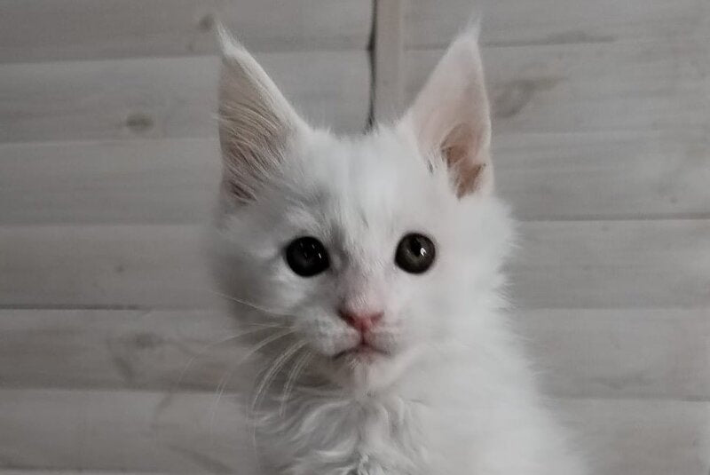 Joseph Maine Coon male white - live animals