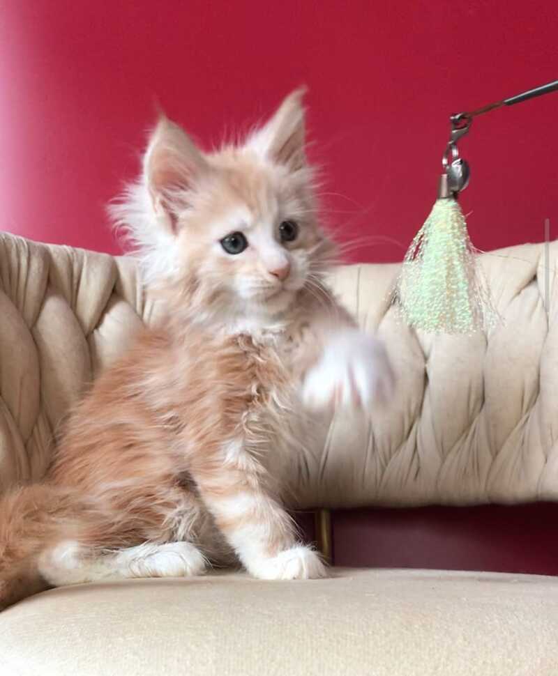 Yarik Maine Coon male, red silver tabby bicolour