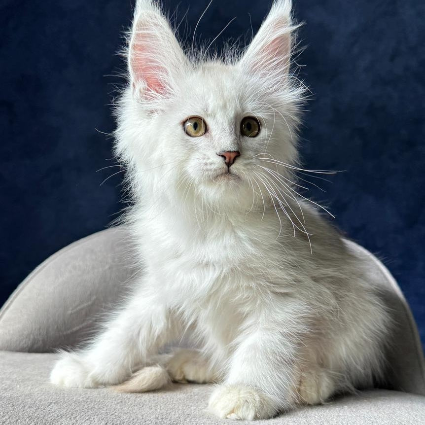 Wistful Maine Coon male, black silver ticked tabby