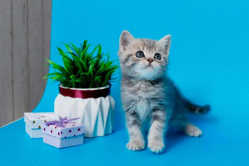 Raphael British Shorthair male, blue spotted tabby