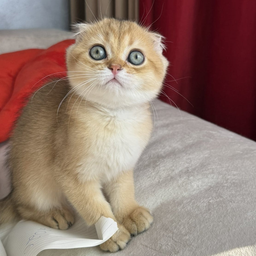 Elvis Scottish Fold male, black golden shaded