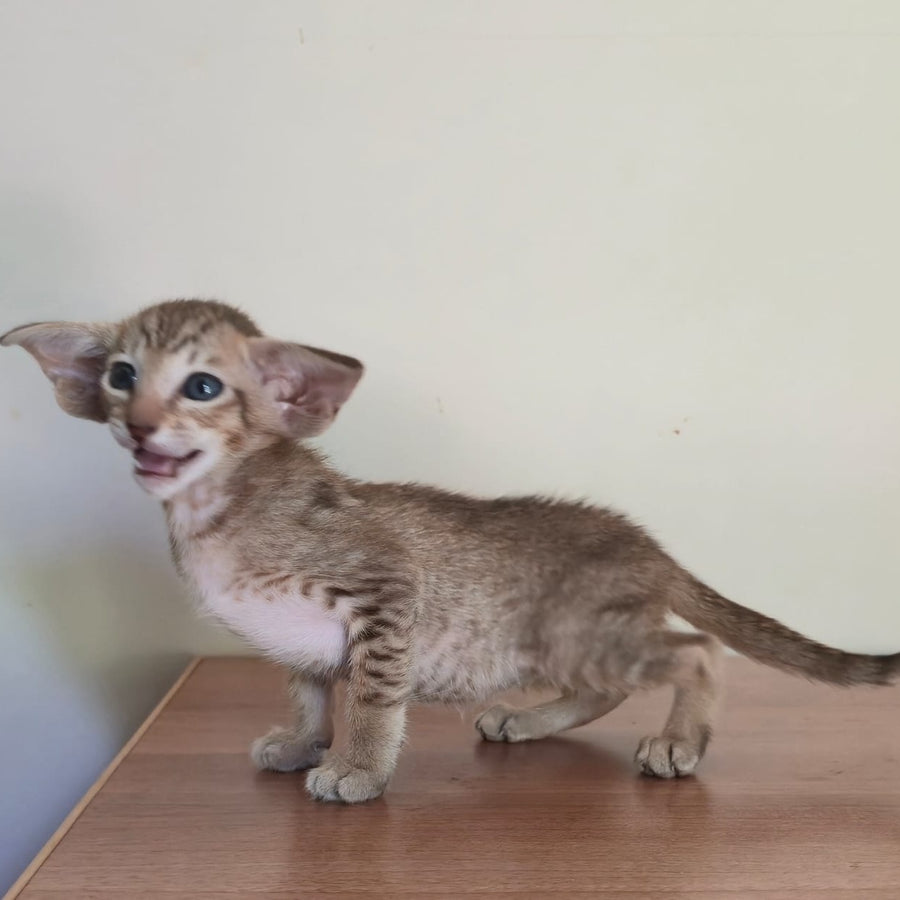 Arisha Oriental Shorthair female, chocolate tabby