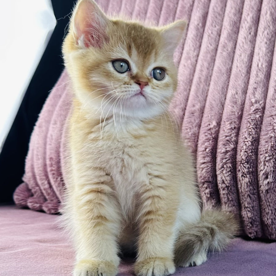 Golden Rose British Shorthair female, cinnamon golden shaded
