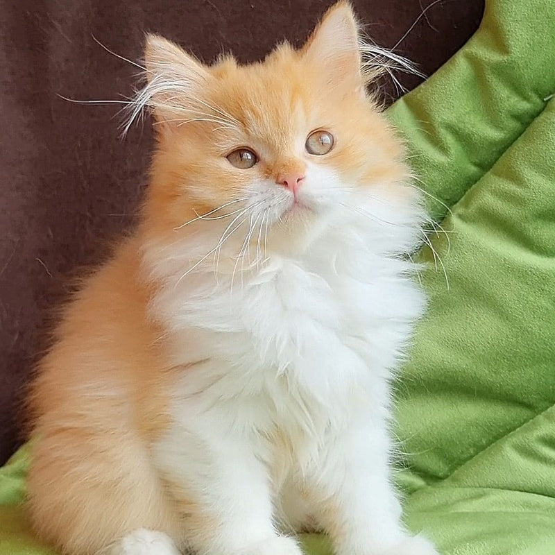 Emerson British Longhair male, red bicolour