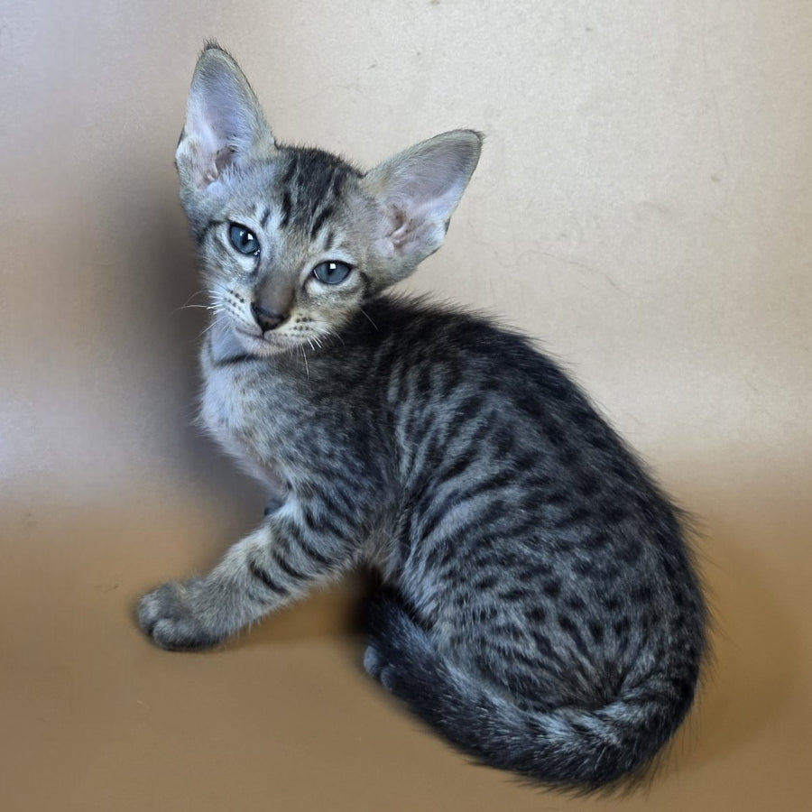 Einar Oriental Shorthair male, black spotted tabby