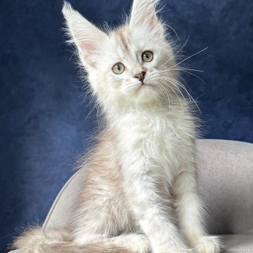 Wabach Maine Coon male, black silver spotted tabby