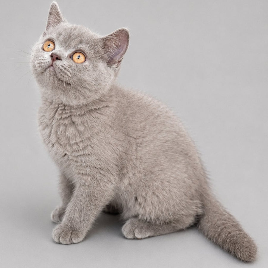 Belyash British Shorthair male, lilac