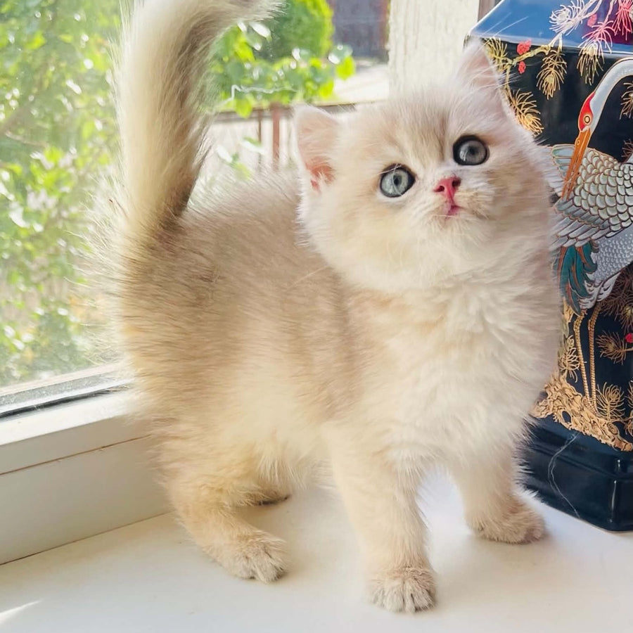 Quentin British Shorthair male, blue golden shaded