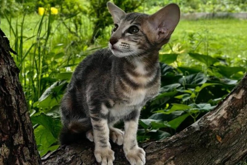 Mauti yeti Oriental Shorthair female blue tortie tabby - live animals
