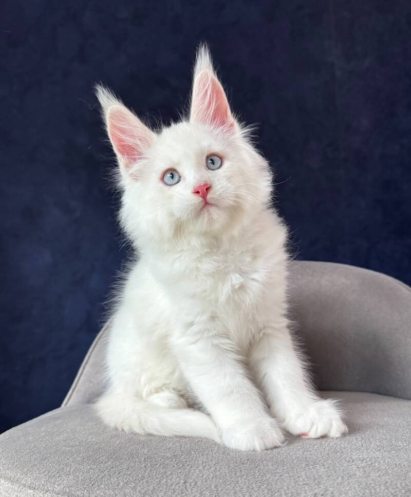 Gambler Maine Coon male, red silver chinchilla with white