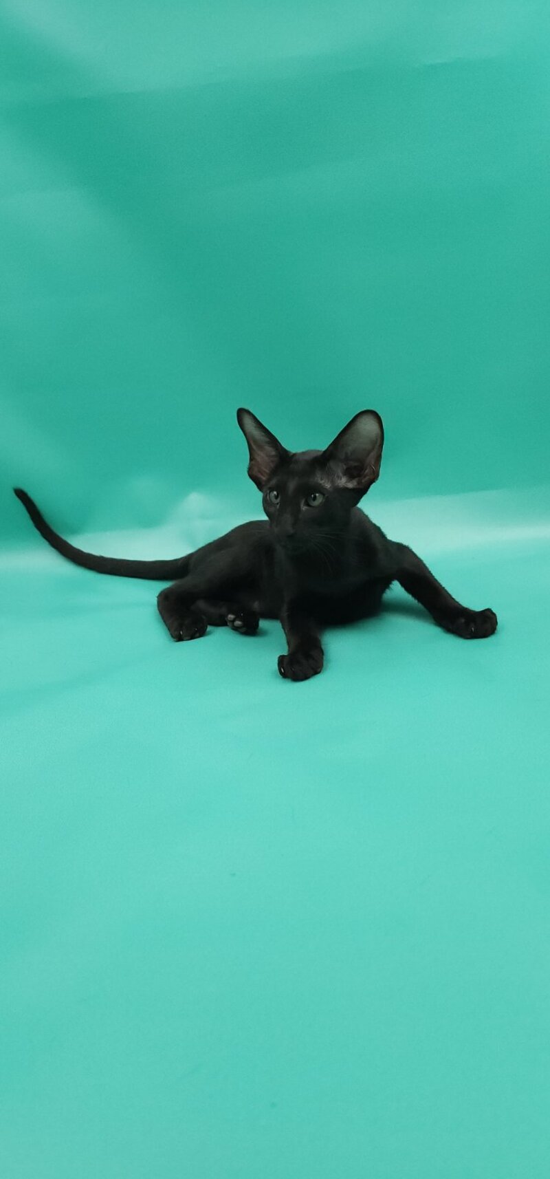 Romeo Oriental Shorthair male, black