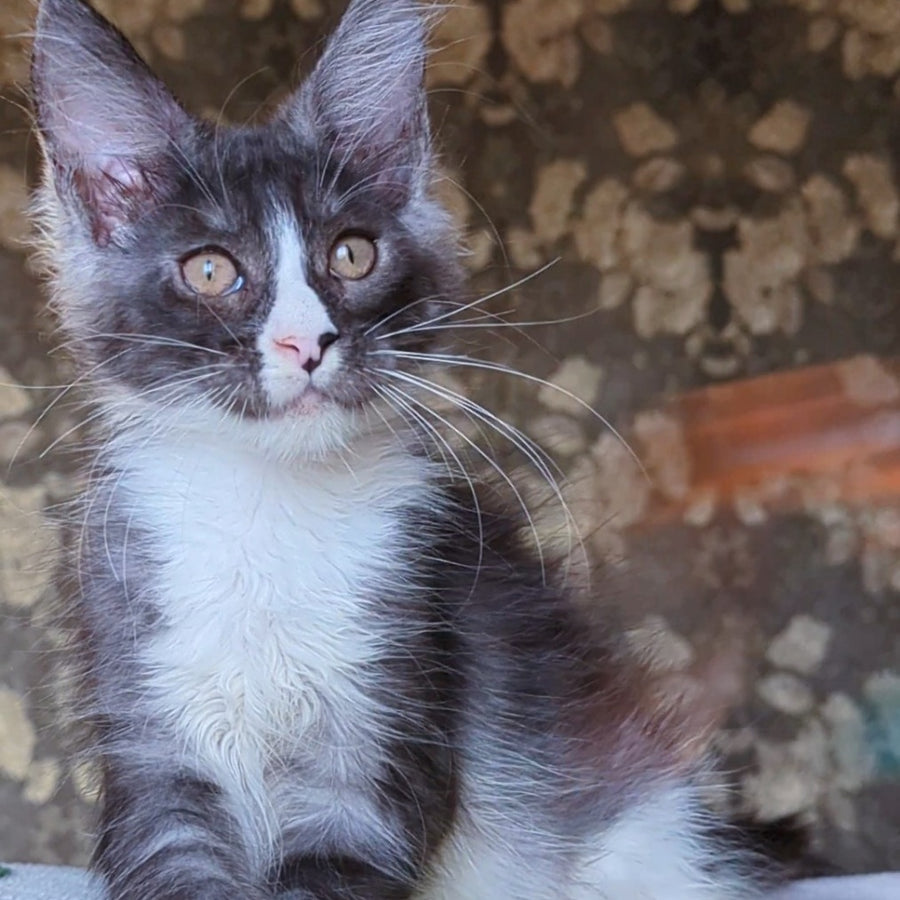 Harisha Maine Coon male, black silver bicolour