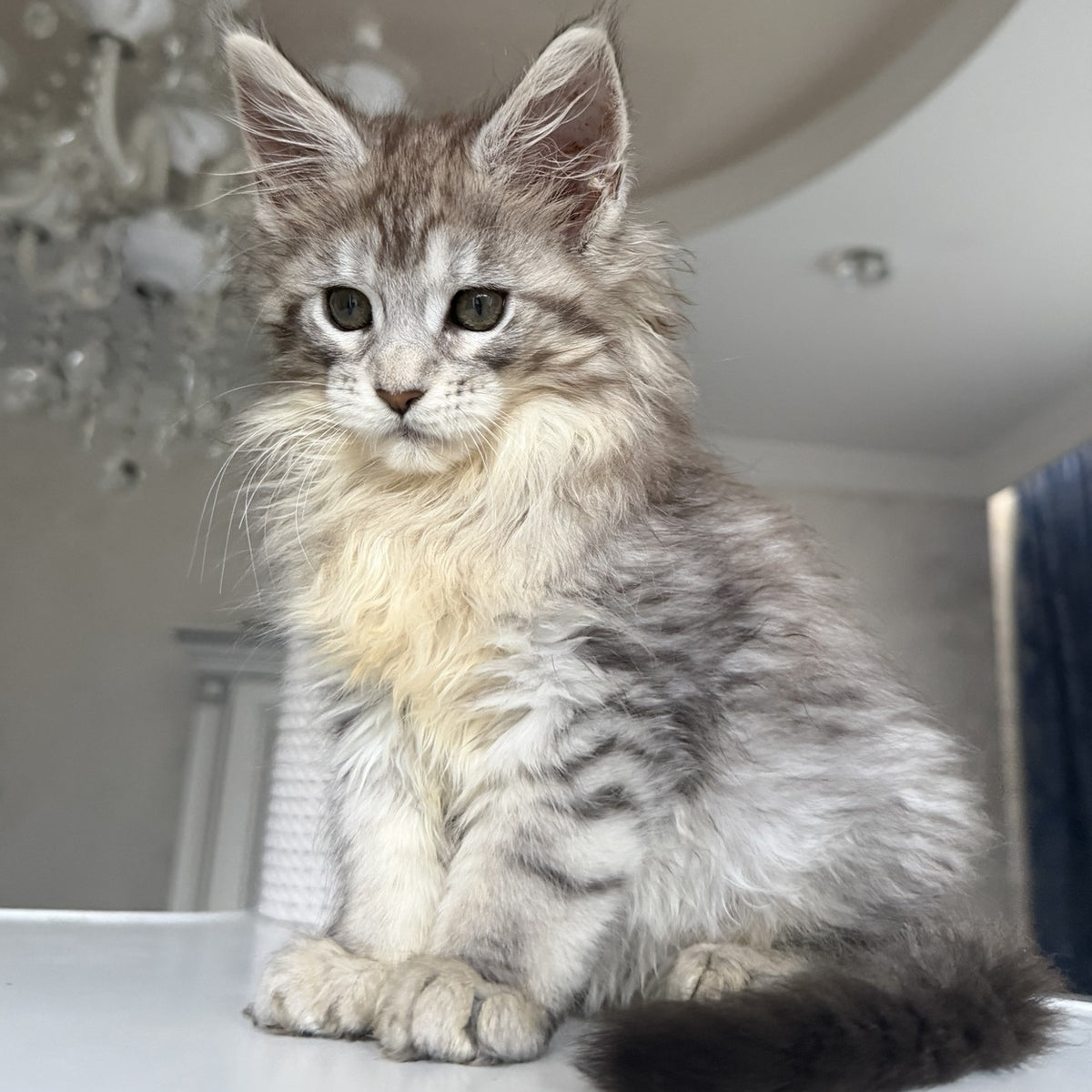 Evita Maine Coon female, black silver tabby