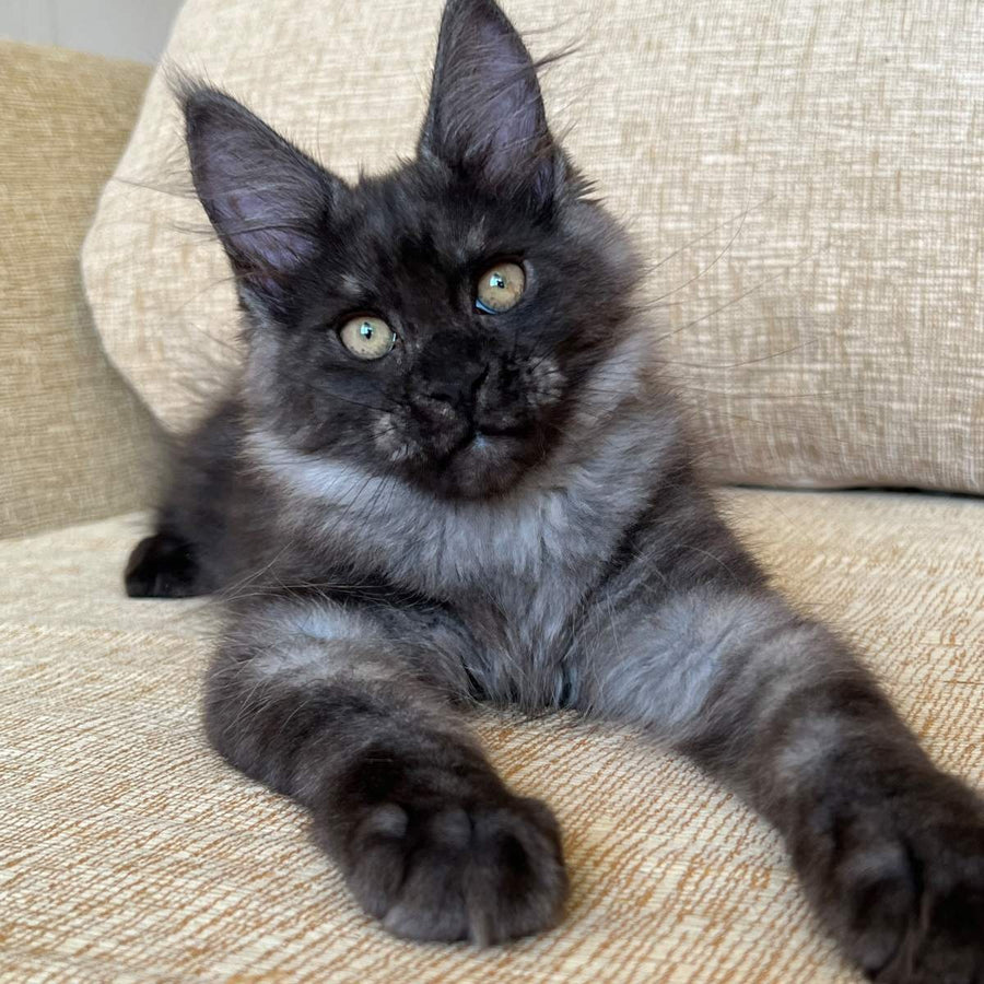 Atlantic Maine Coon female, black silver