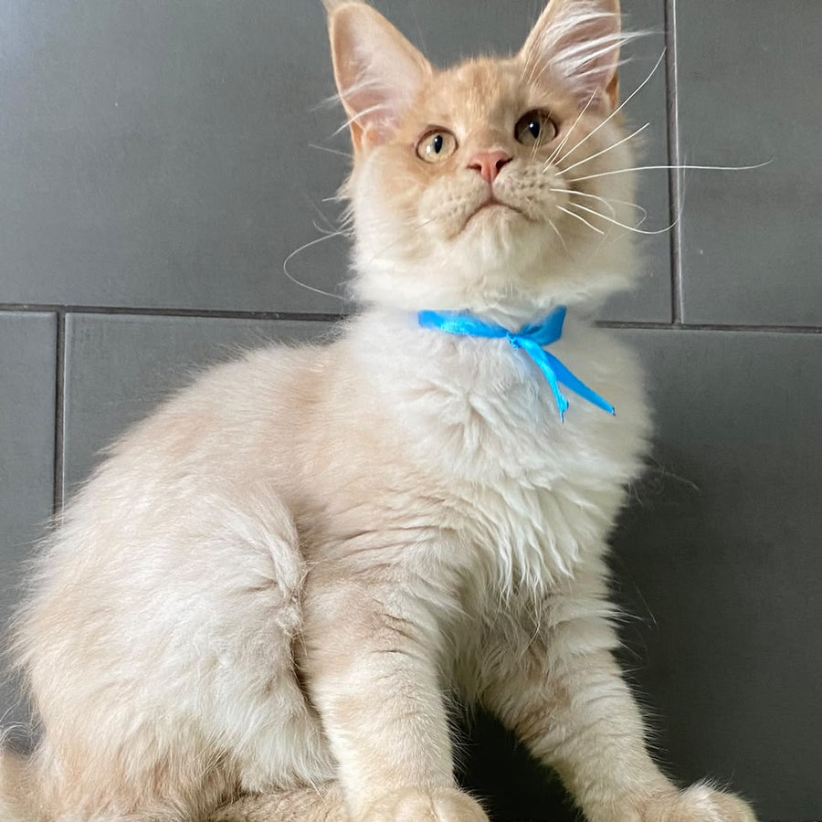 Wakayama Maine Coon male, cream silver