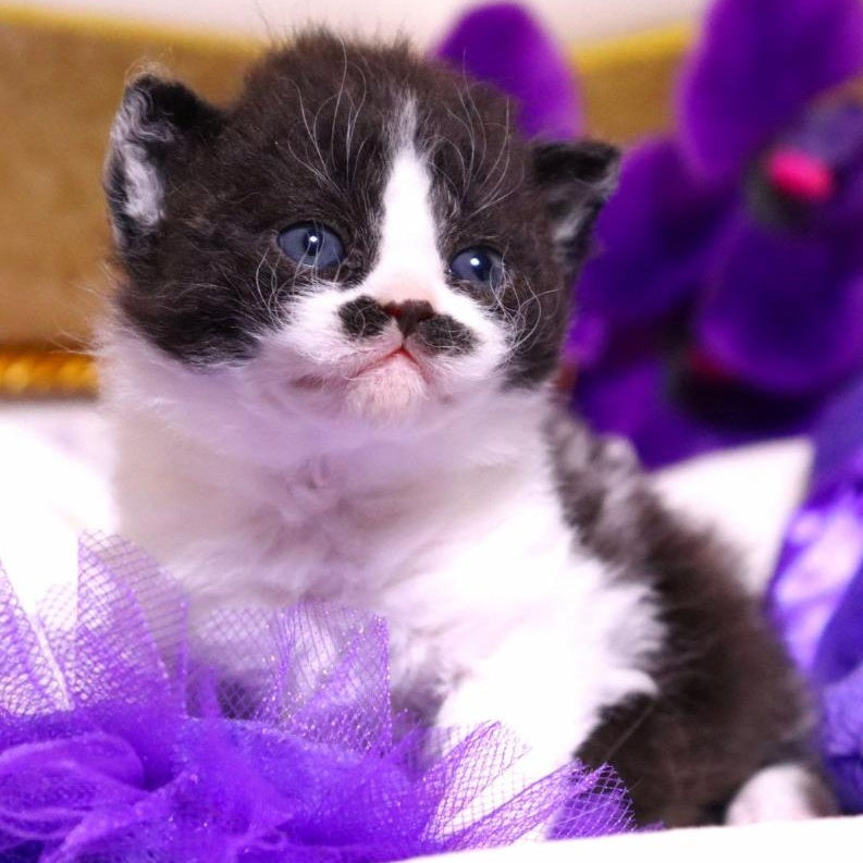 Derec Selkirk Rex male, black bicolour