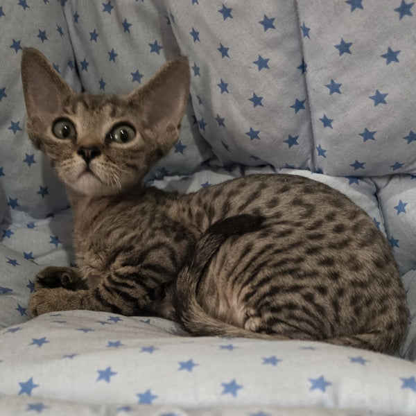 Aisha Devon Rex female, black tabby