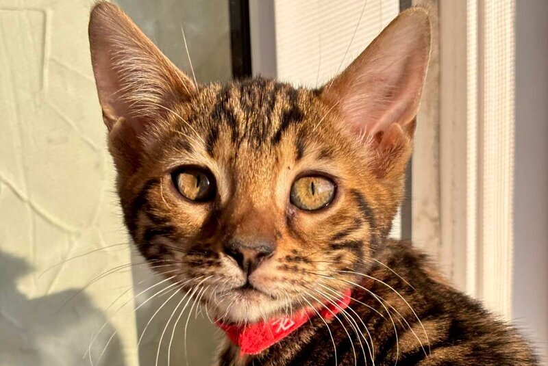 Lily Bengal female black spotted tabby - live animals